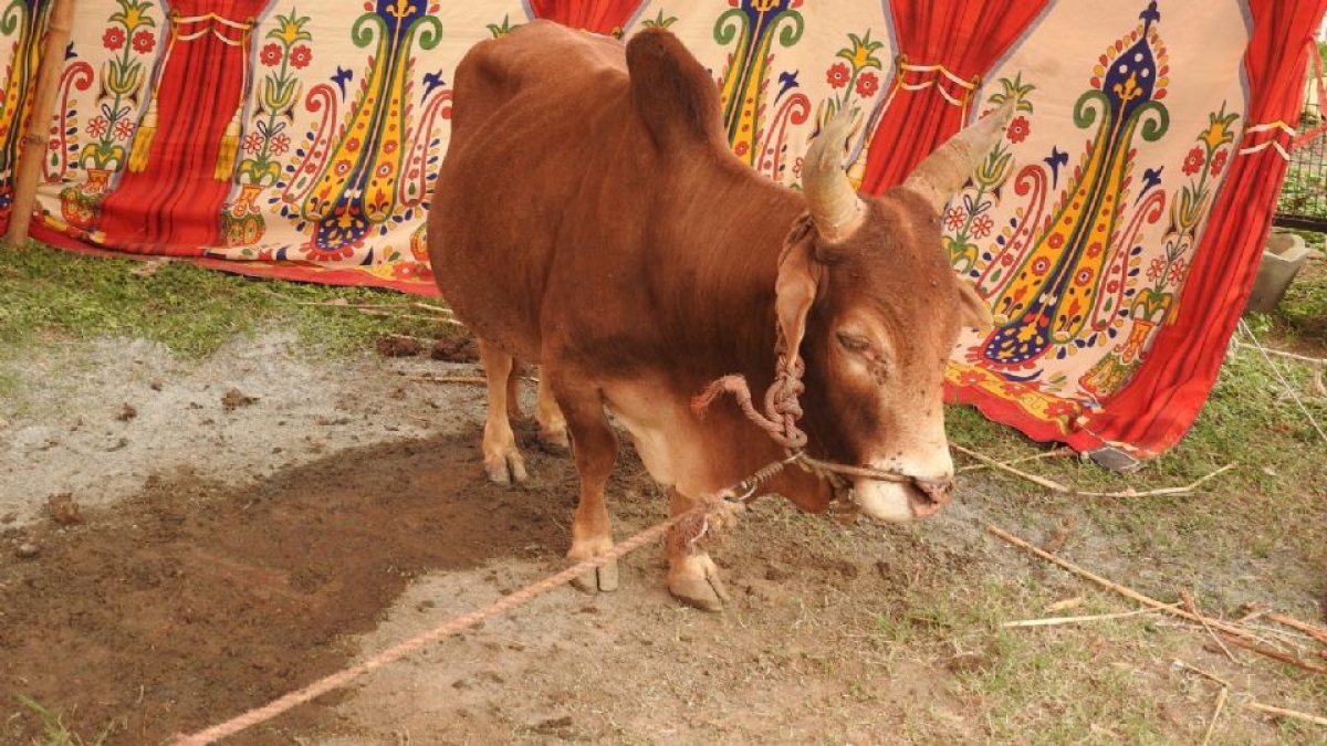 India da marcha atrás a la celebración llamada 'Día de Abrazar una Vaca'