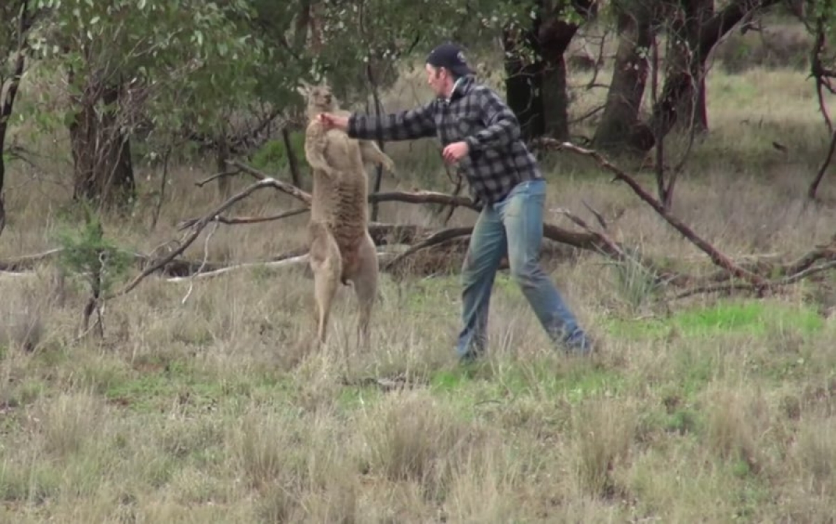 El sujeto que le pegó al canguro, trabaja en un zoológico y ahora internet lo odia