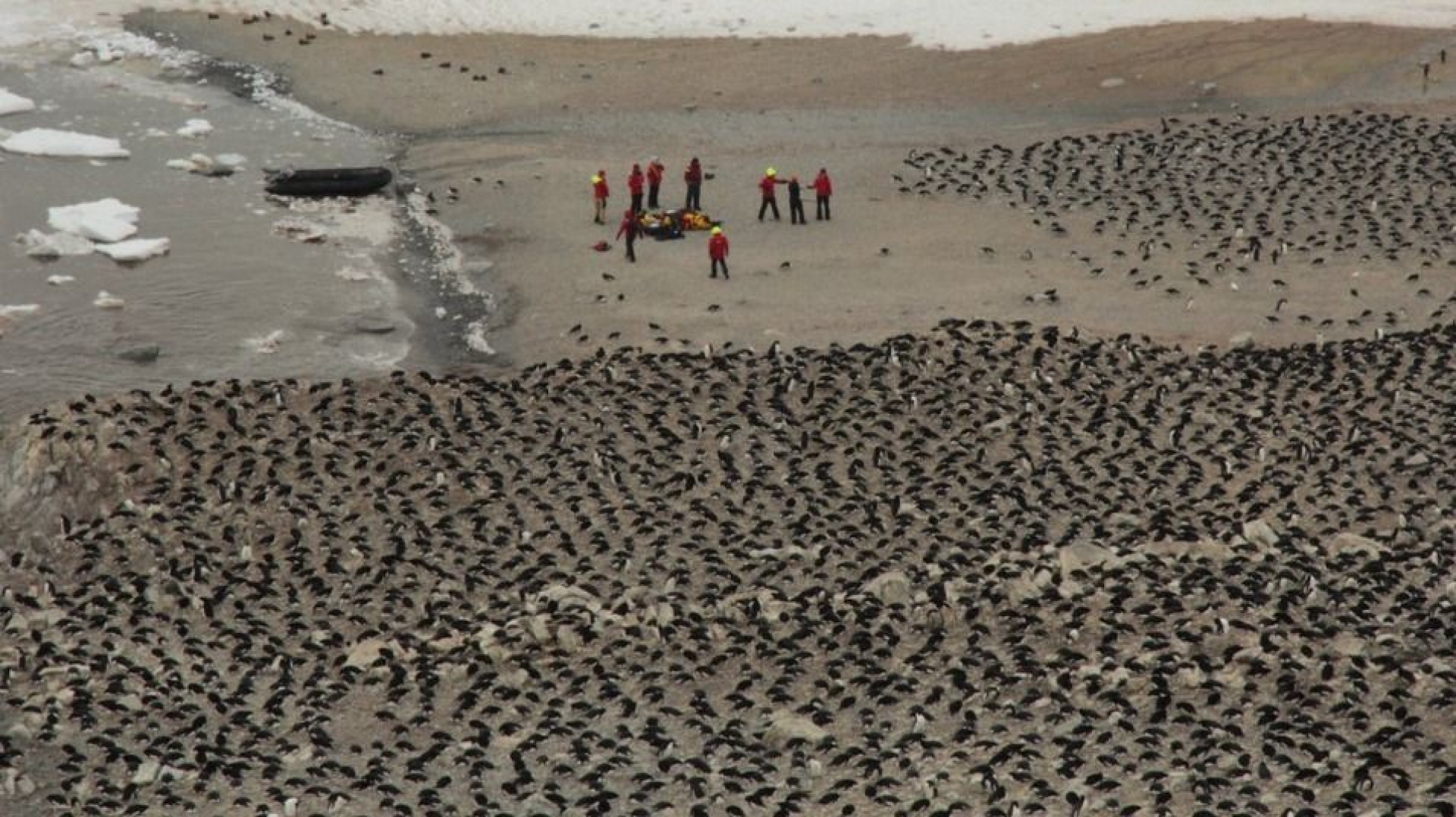 Localizan una colonia desconocida de 1.5 millones de pingüinos en la Antártida