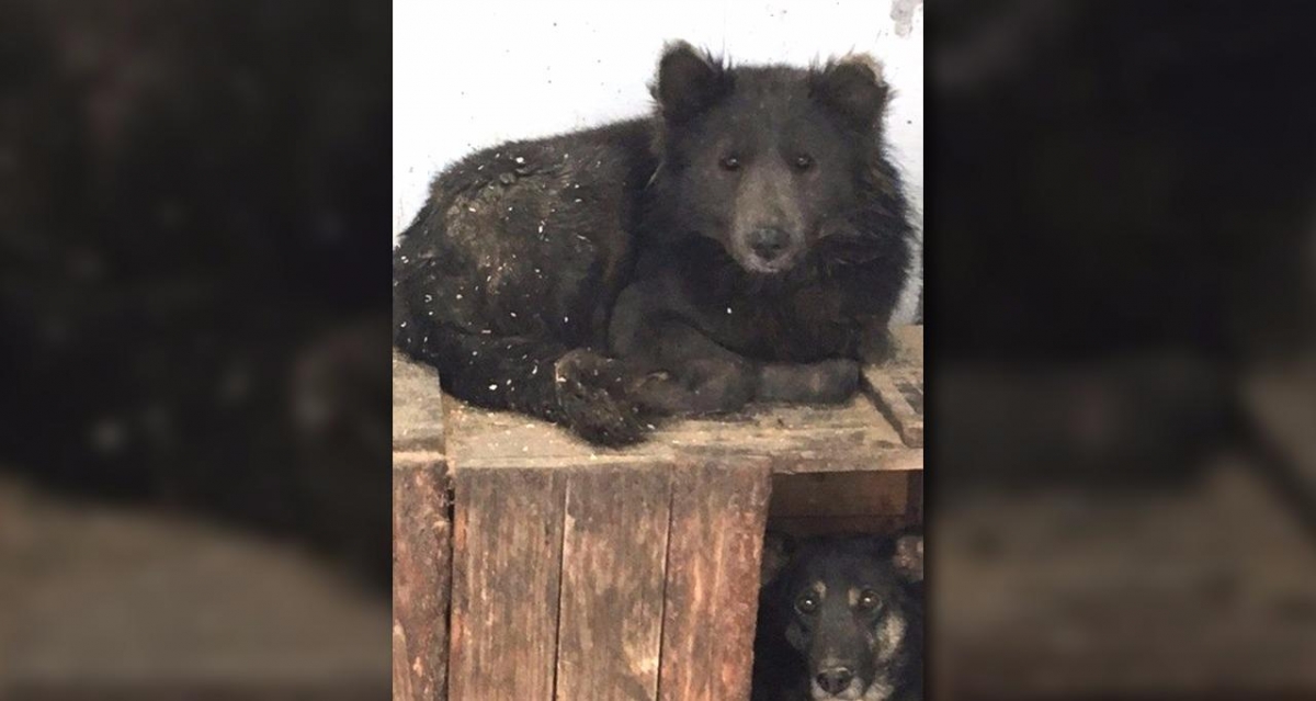 Sorprende "perroso" en Rusia