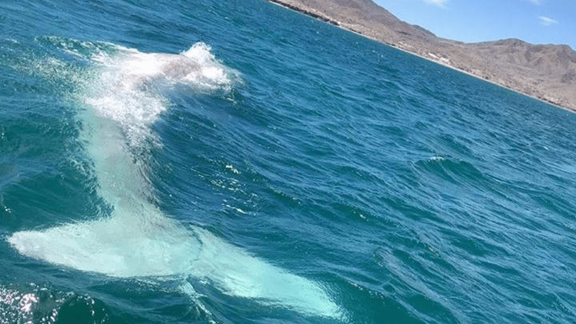 VIDEO: Ballena Albina regresa a México
