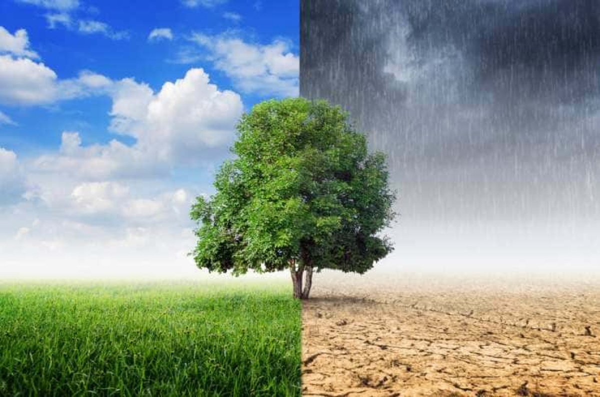 ONU declara que un medio ambiente sano es derecho humano