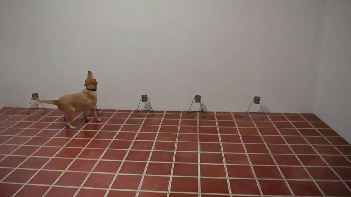El Salvador entrena perros para detectar COVID-19