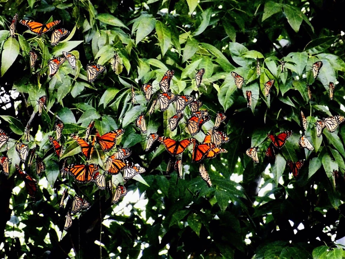 Inicia la llegada de mariposas monarca a bosques de Michoacán
