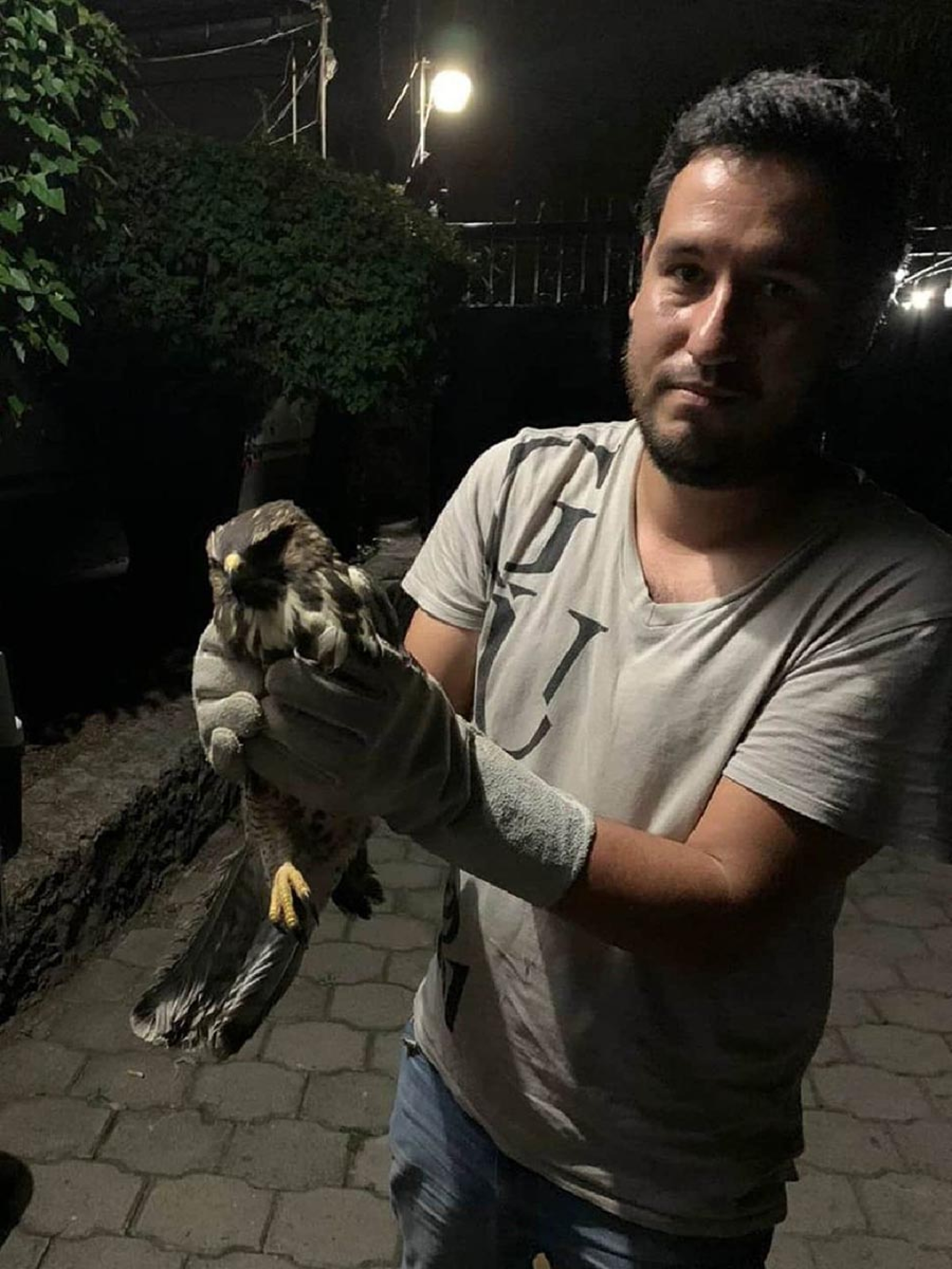 Rescatan un halcón herido en Mazatepec