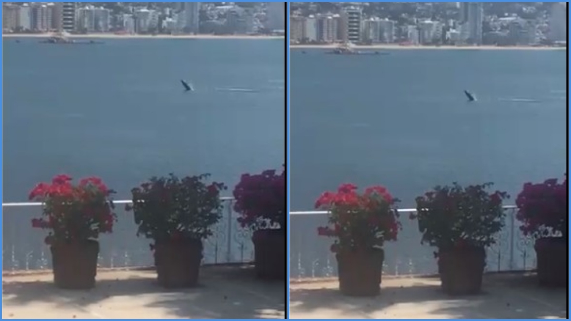 VIDEO: Captan a ballena en playa de Acapulco sin gente; ¡se dio sus vueltas!