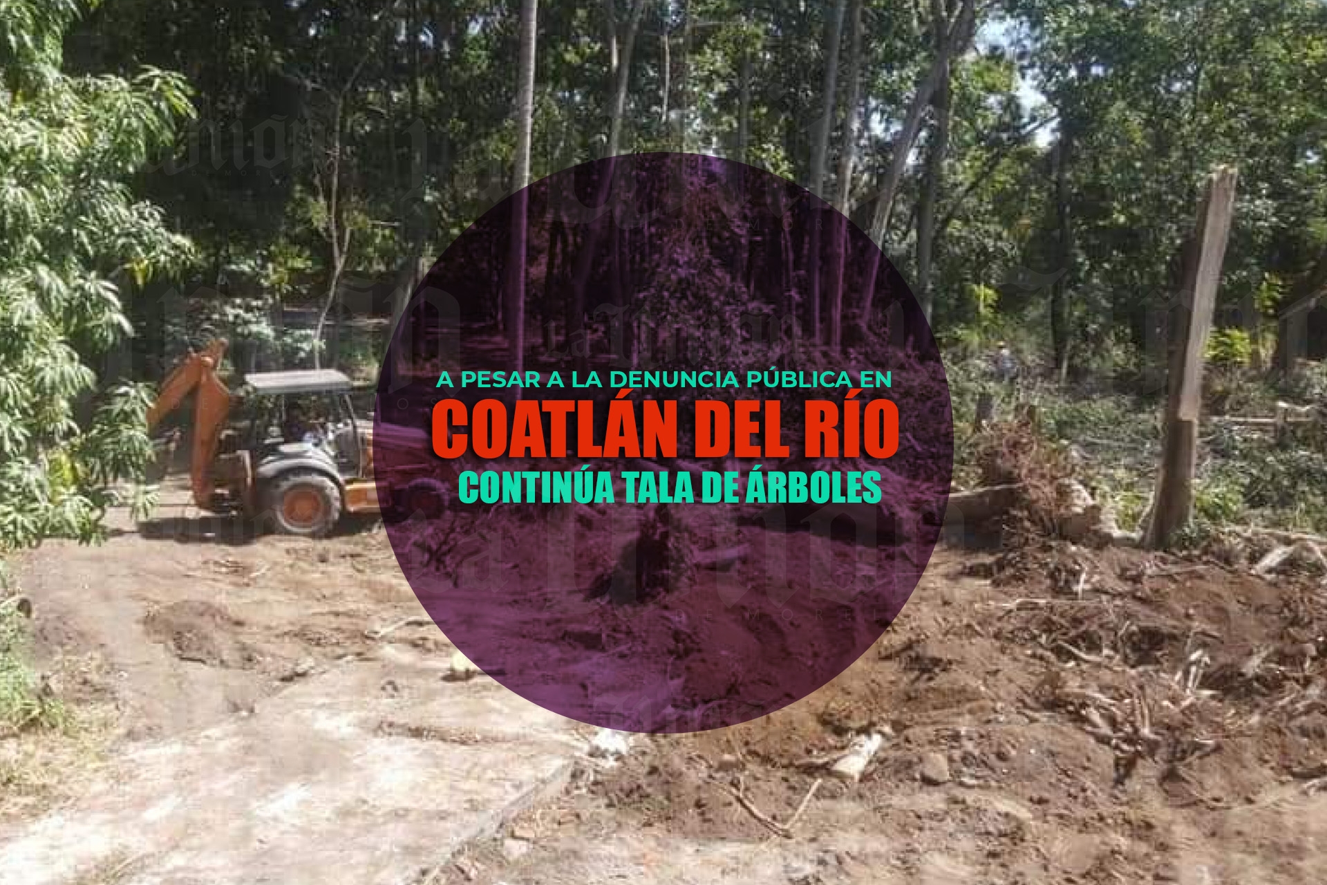 Continúa tala de árboles en Coatlán del Río