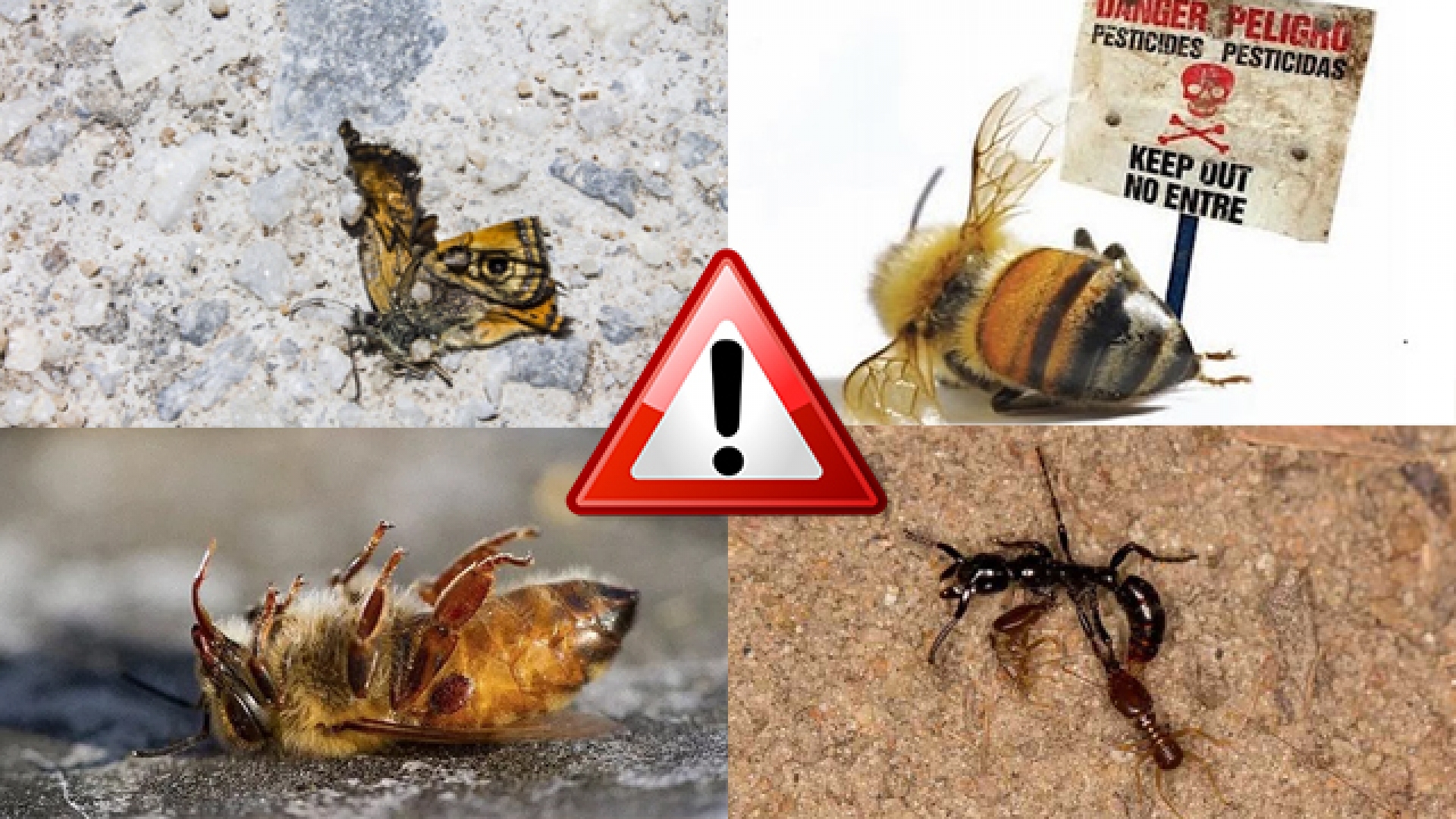 ATENCIÓN: Las abejas, mariposas, luciérnagas y muchos insectos están desapareciendo