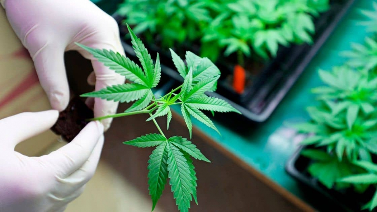Cofepris deberá hacer públicas las normas de los usos de la marihuana