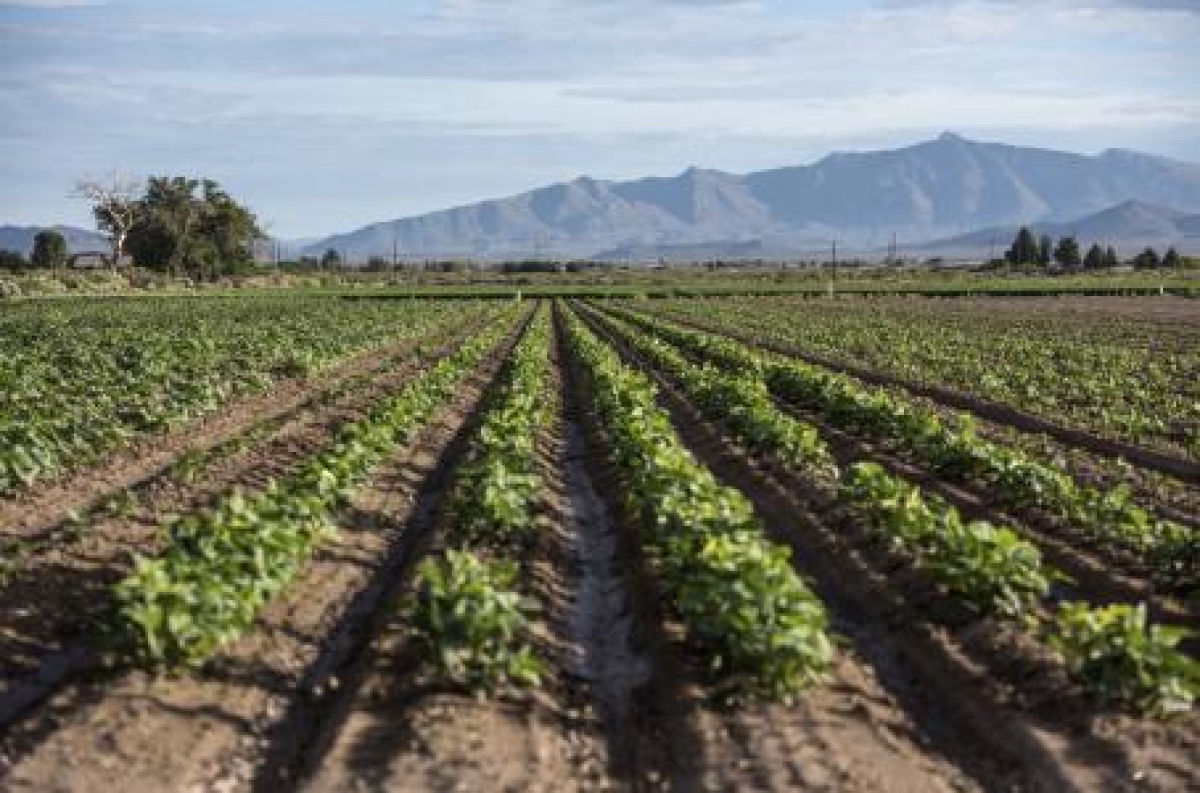 Otorgó EU más visas para los campesinos
