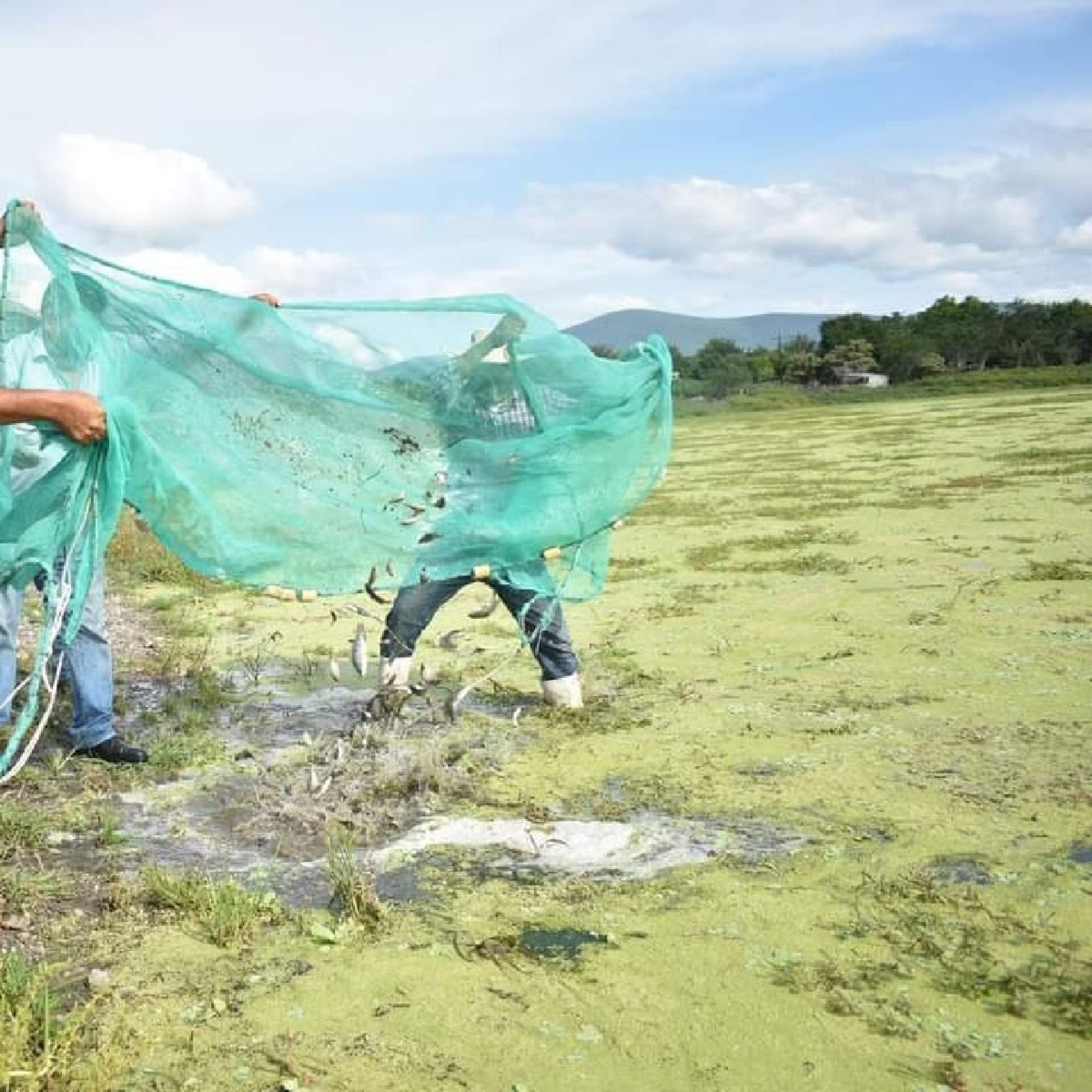 Realizan primera siembra de tilapia en la laguna de Apancingo