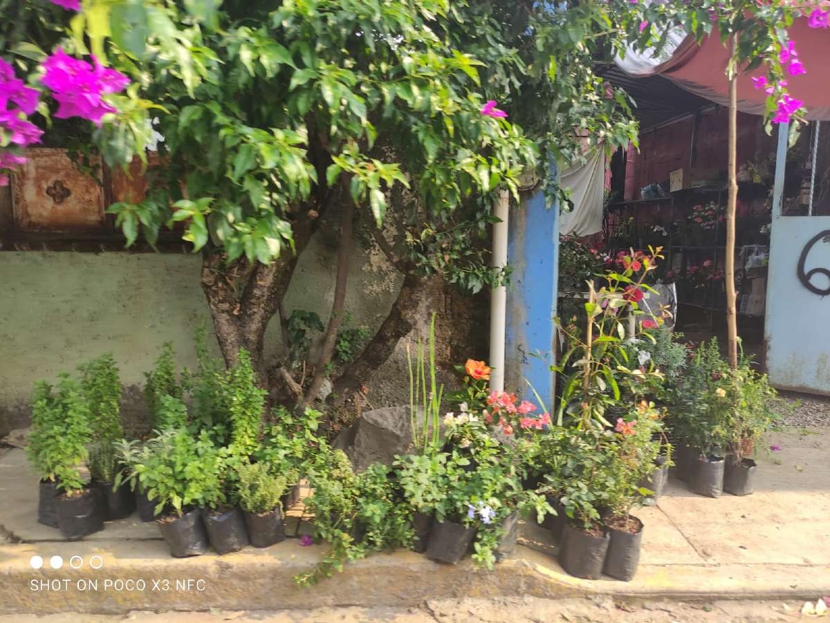 El diez de mayo esperar vender más plantas