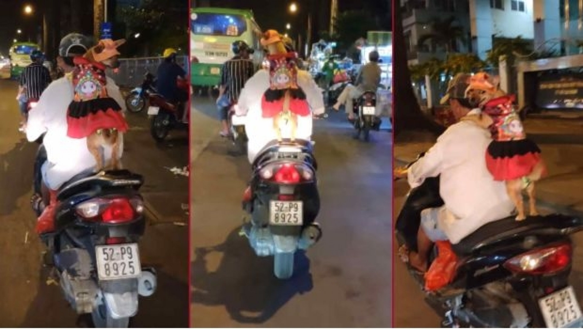 Perrita viaja en motocicleta y derrocha ¡demasiado estilo!