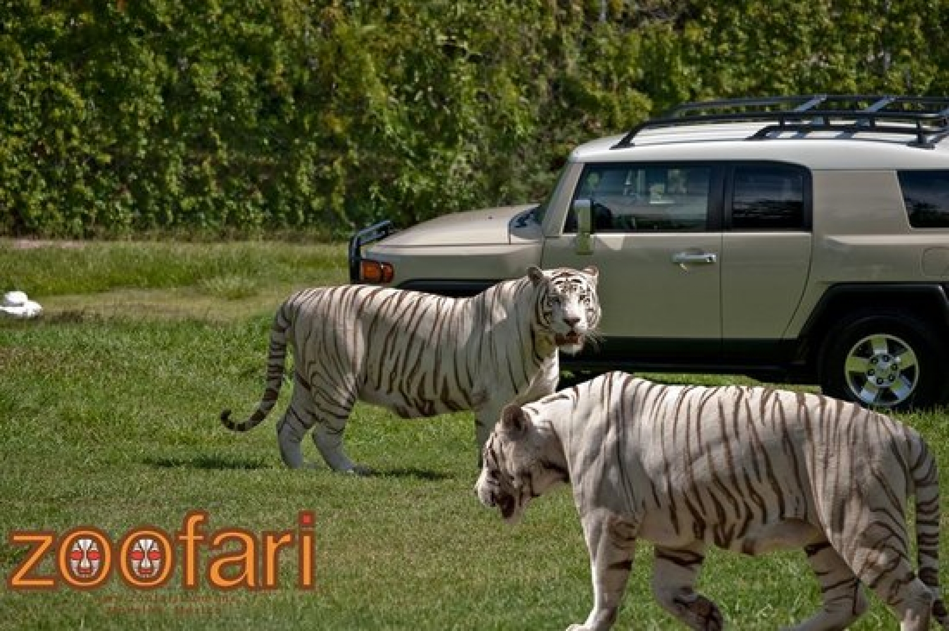 Agradece administración del “Zoofari” apoyo de ciudadanía