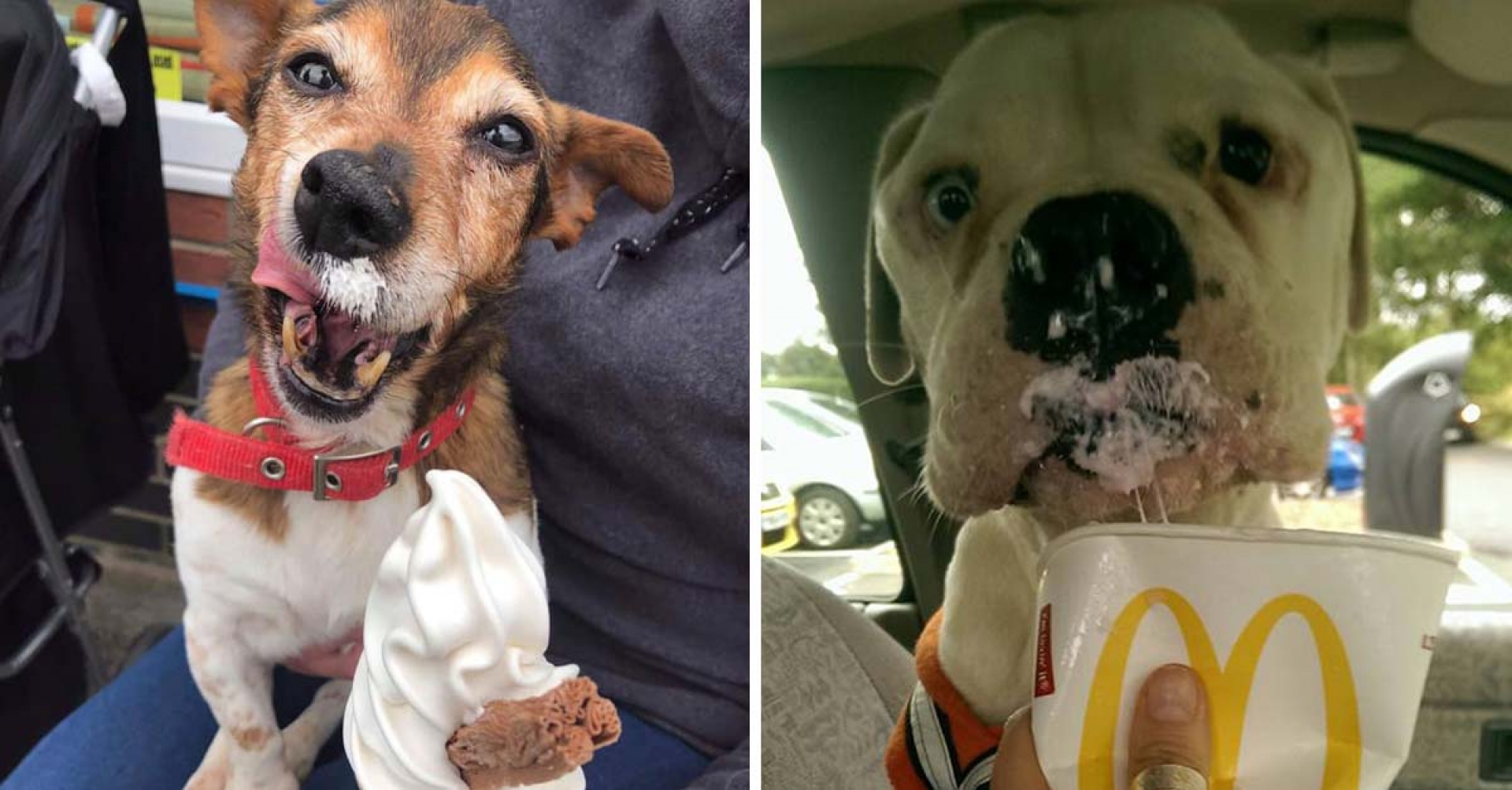Una mujer adopta perritos que pronto fallecerán para darles los mejores días de su vida