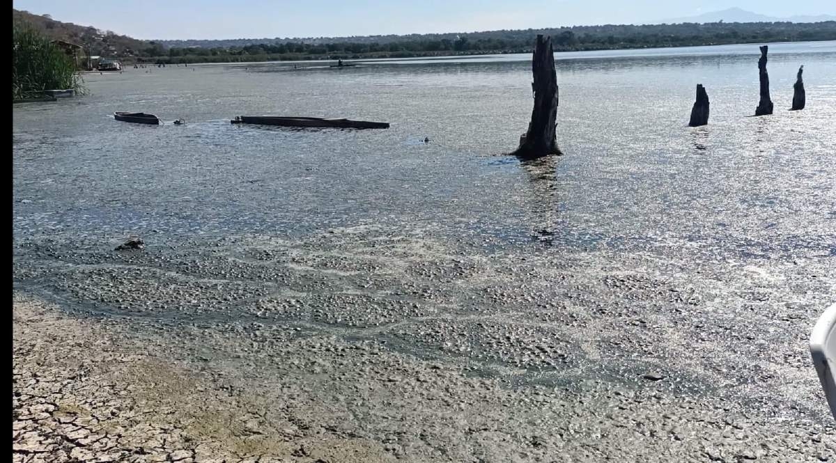 Aumenta la presencia de alga en la laguna de Coatetelco
