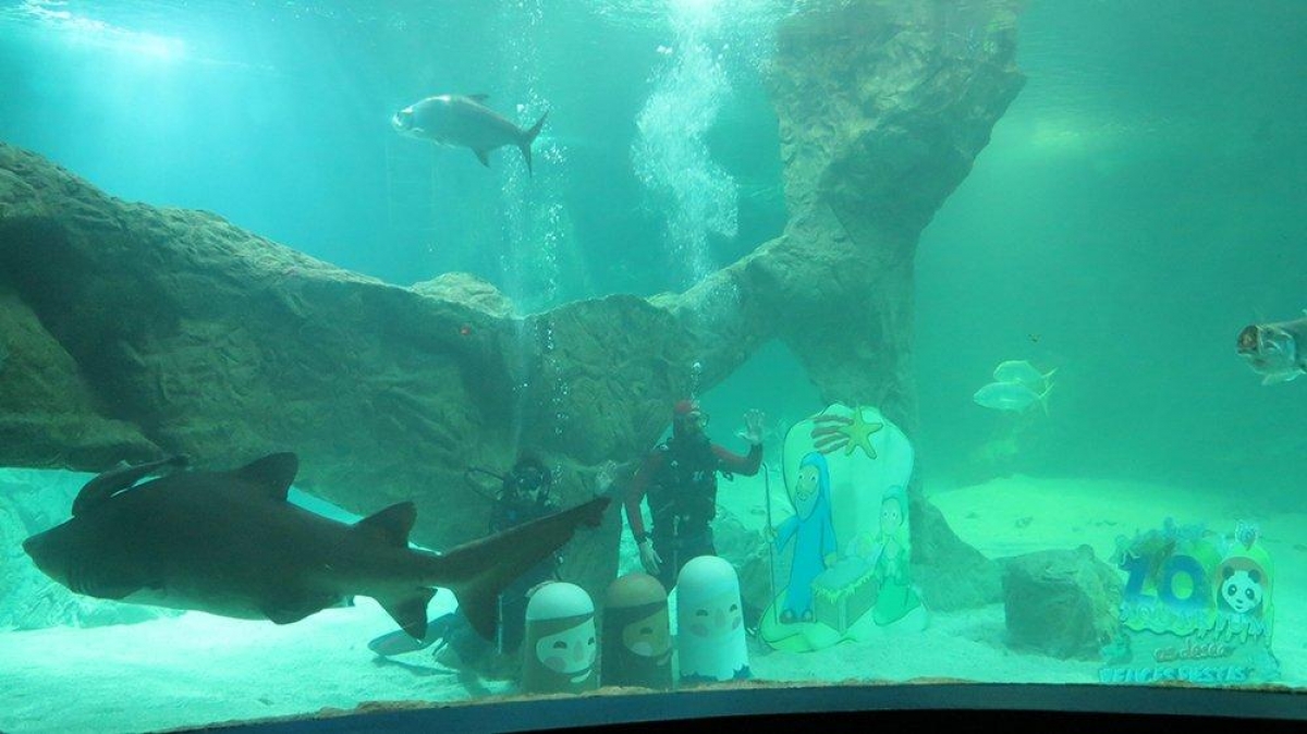 VIDEO: Tiburones y tortugas custodian nacimiento en acuario de Madrid