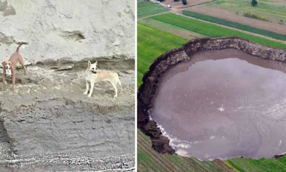 ¡Están vivos! Captan a dos perros atrapados en el socavón de Puebla