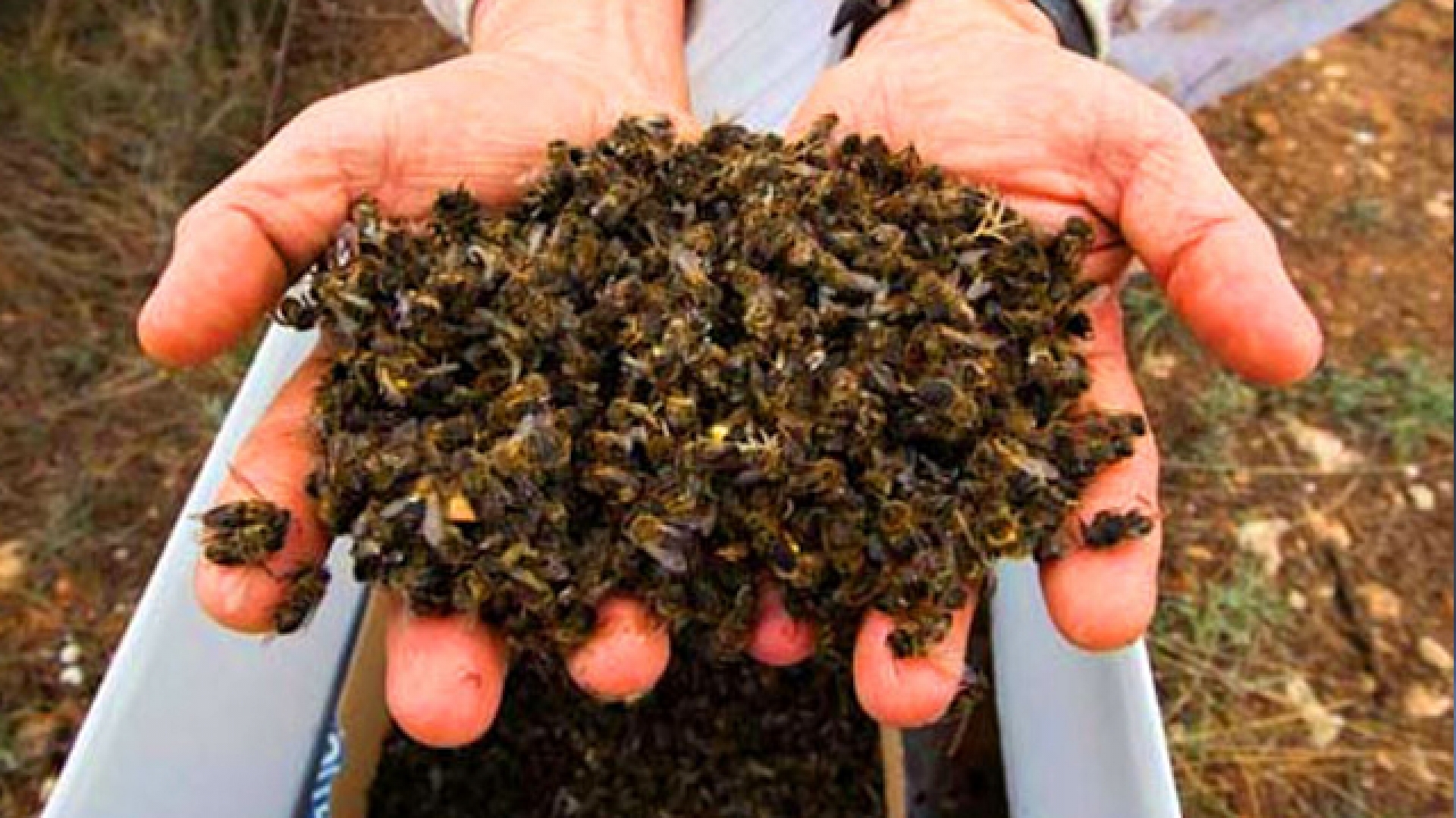 Matan nuevamente miles de abejas en Quintana Roo. #FOTOS