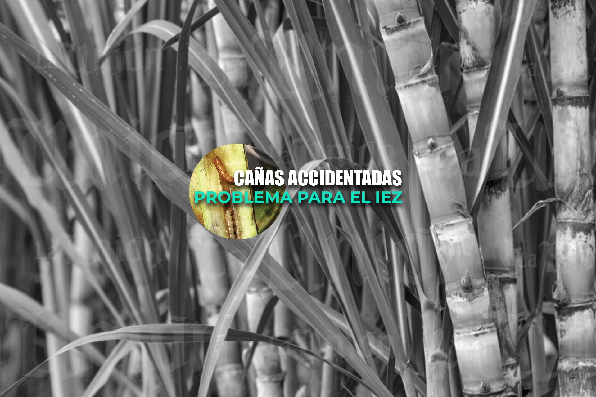 Cañas accidentadas sigue siendo problema para productores en el IEZ