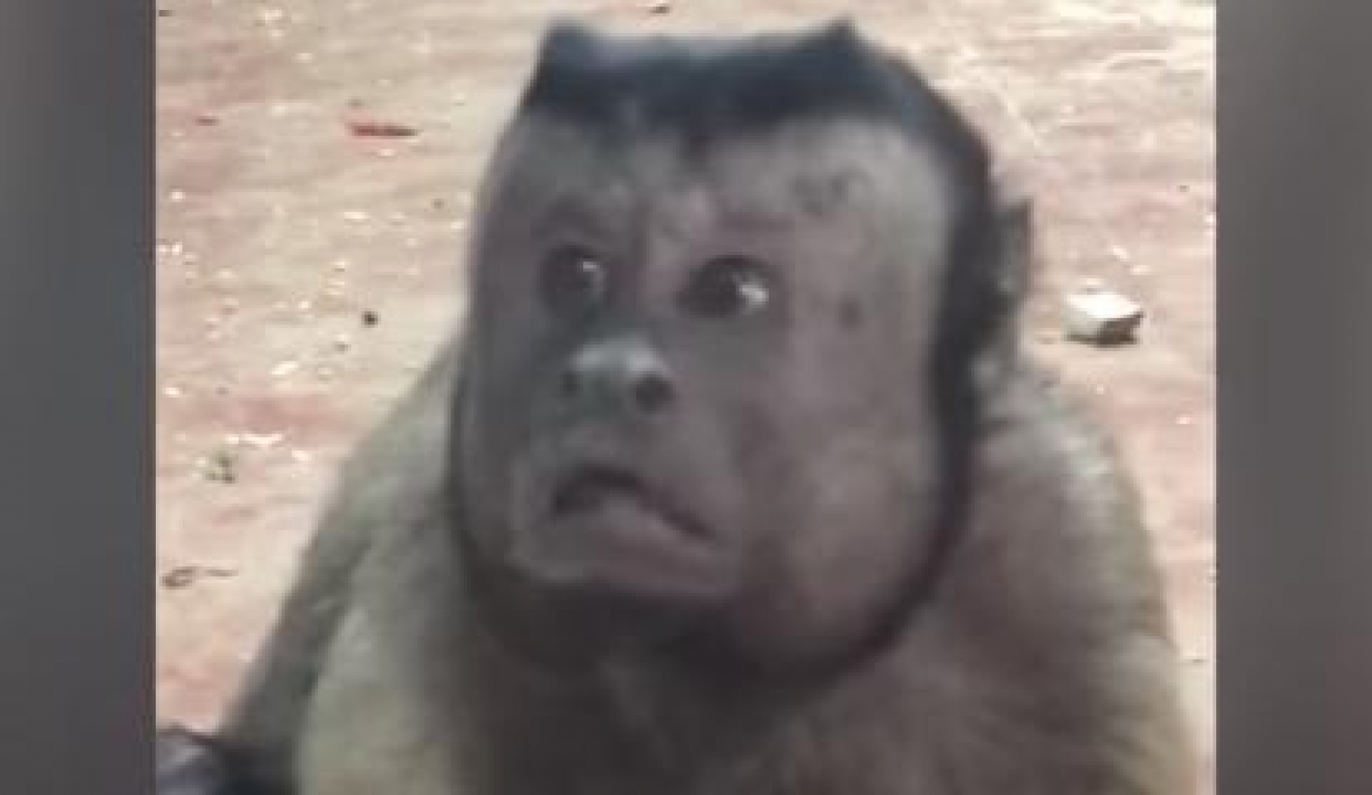VIDEO: Conoce al mono con cara de preocupación que se hizo viral