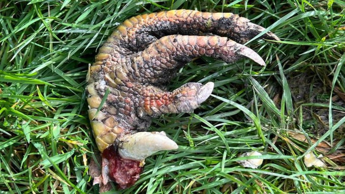 Una mujer asegura haber encontrado una 'garra de dinosaurio'
