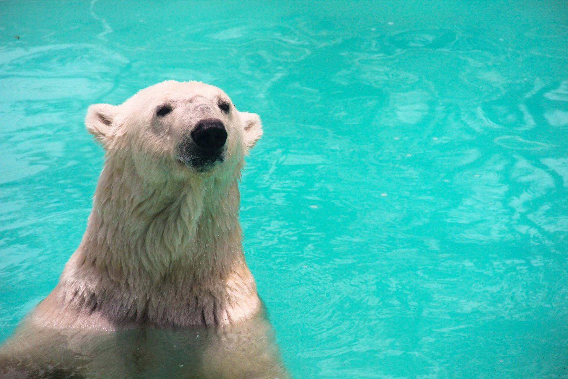 Yupik, la osa polar en riesgo por una iniciativa viral