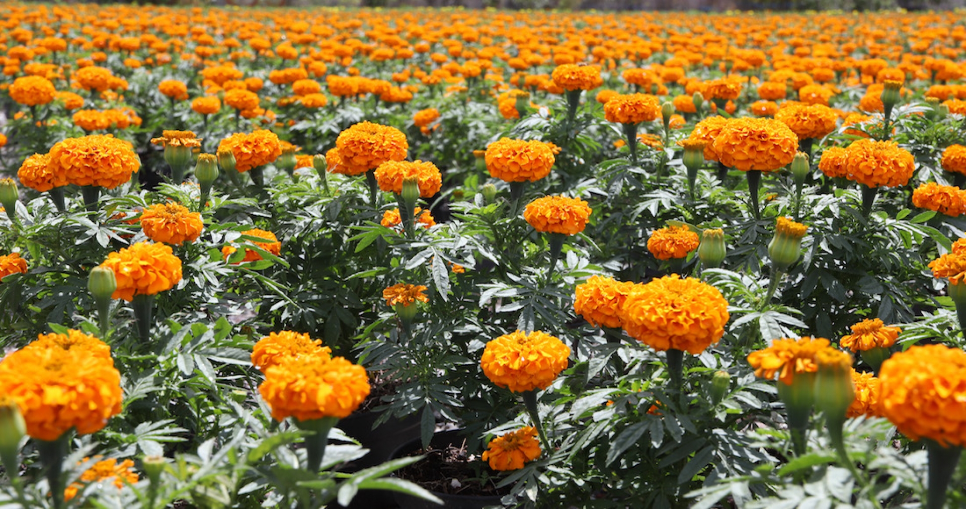 México pierde el dominio de su cempasúchil: Ahora China es el principal productor de la flor