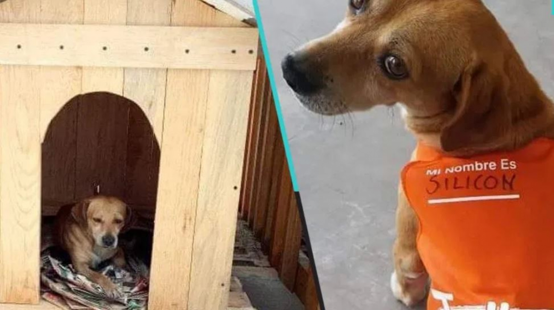 Perrito callejero encontró casa y empleo; Se llama silicon y ya tiene hasta uniforme