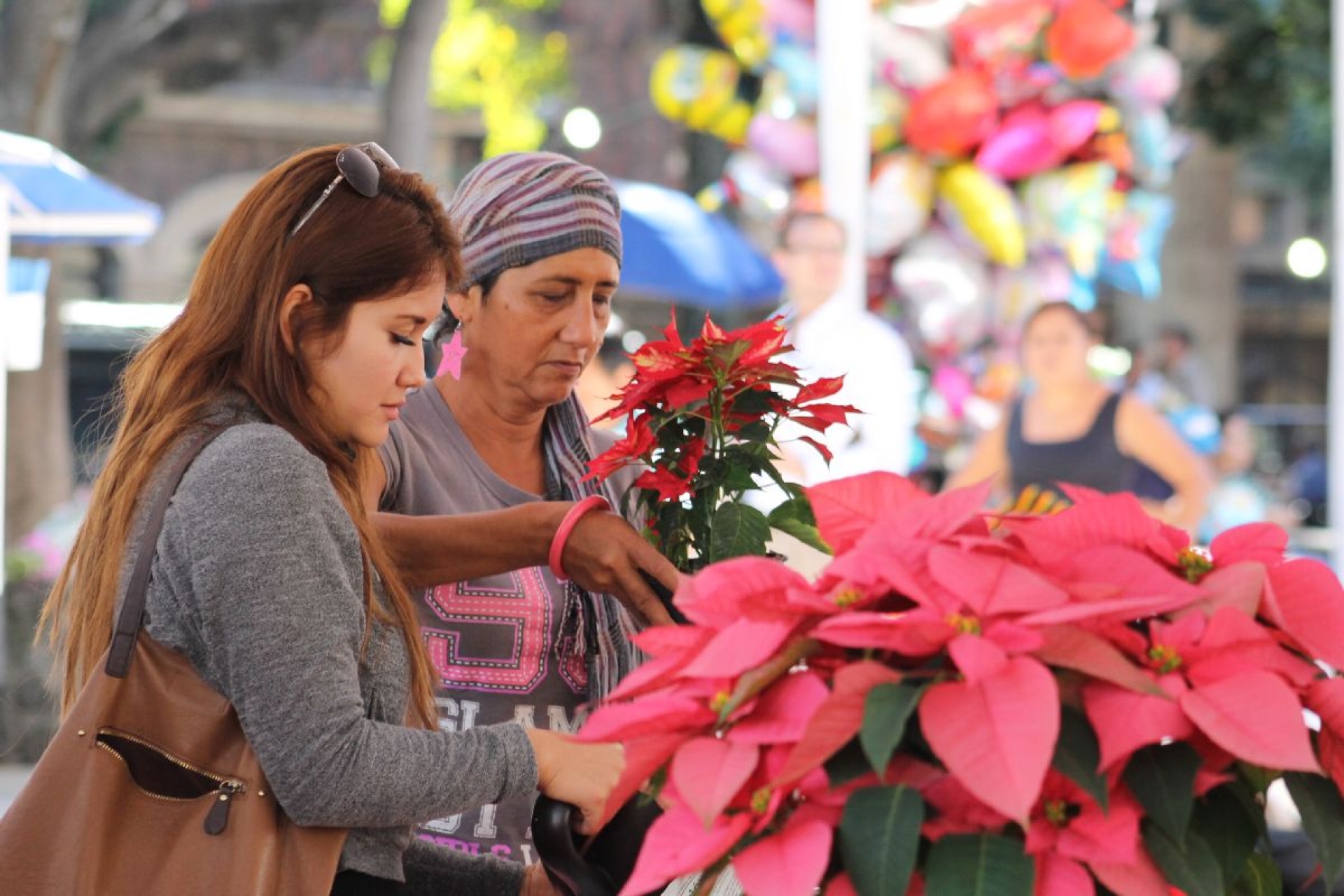 Piden apoyo para exportar flor de nochebuena