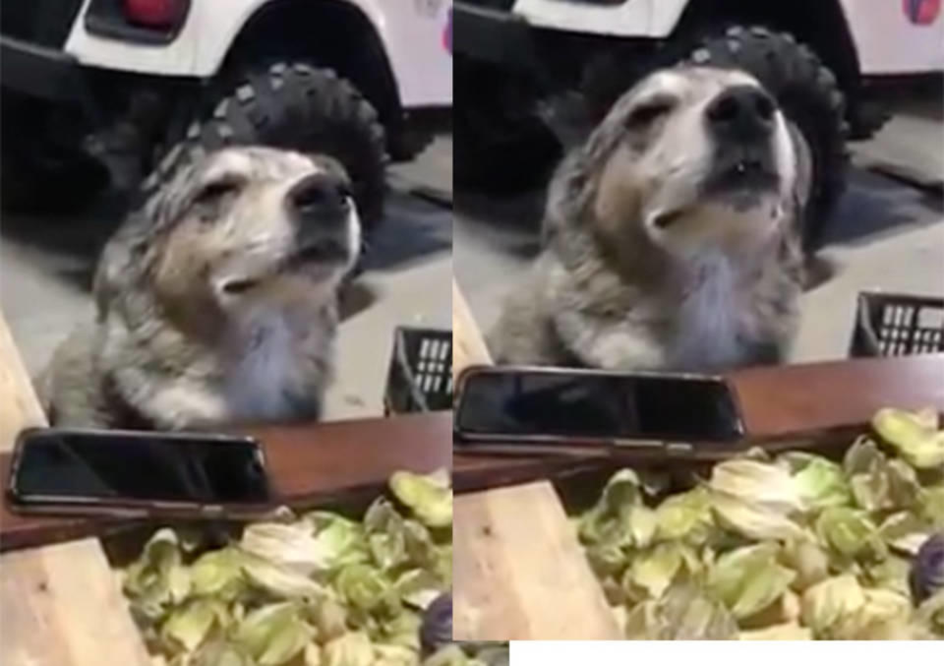 VIDEO: ¡Vaya que le gusta el cumbión!
