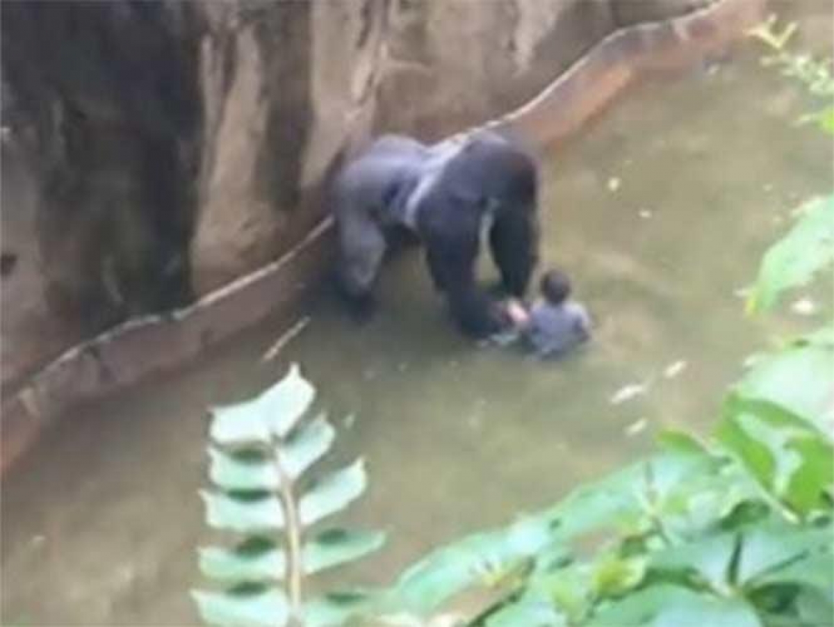 Desata polémica sacrificio de gorila por salvar a niño en Cincinnati