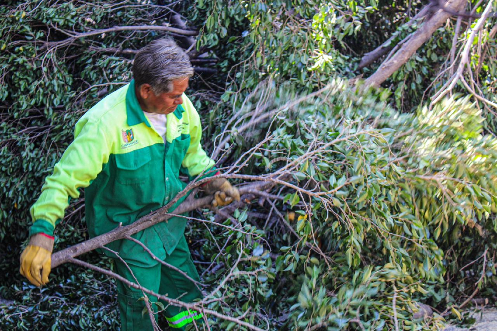 Ayuntamiento de Cuernavaca atiende de manera oportuna retiro de árbol colapsado en calle Jacarandas