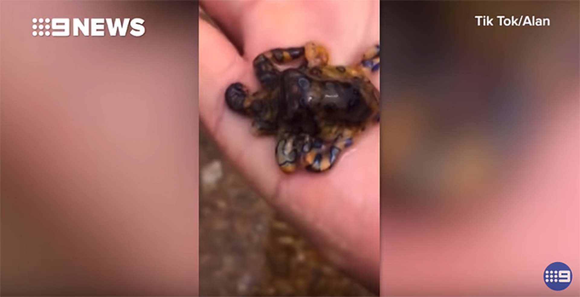 VIDEO: Este turista sosteniendo un pequeño pulpo en una playa australiana no sabe lo cerca que estuvo de la muerte