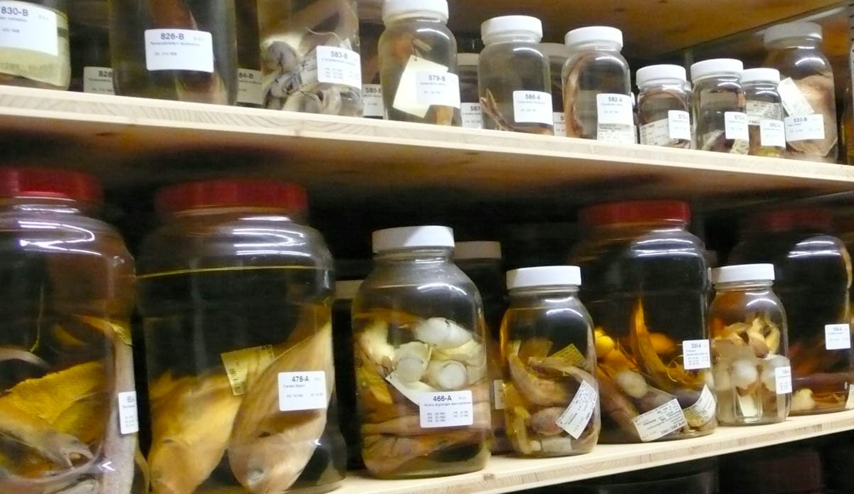 Las colecciones biológicas: más que un cúmulo de objetos