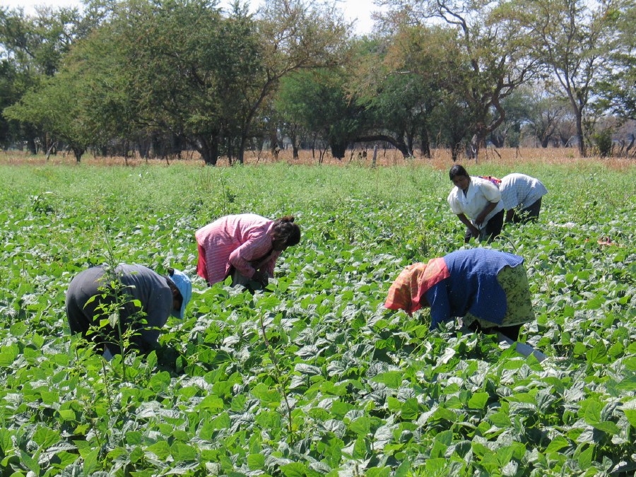 70% de los jóvenes de comunidades rurales planean emigrar a Estados Unidos