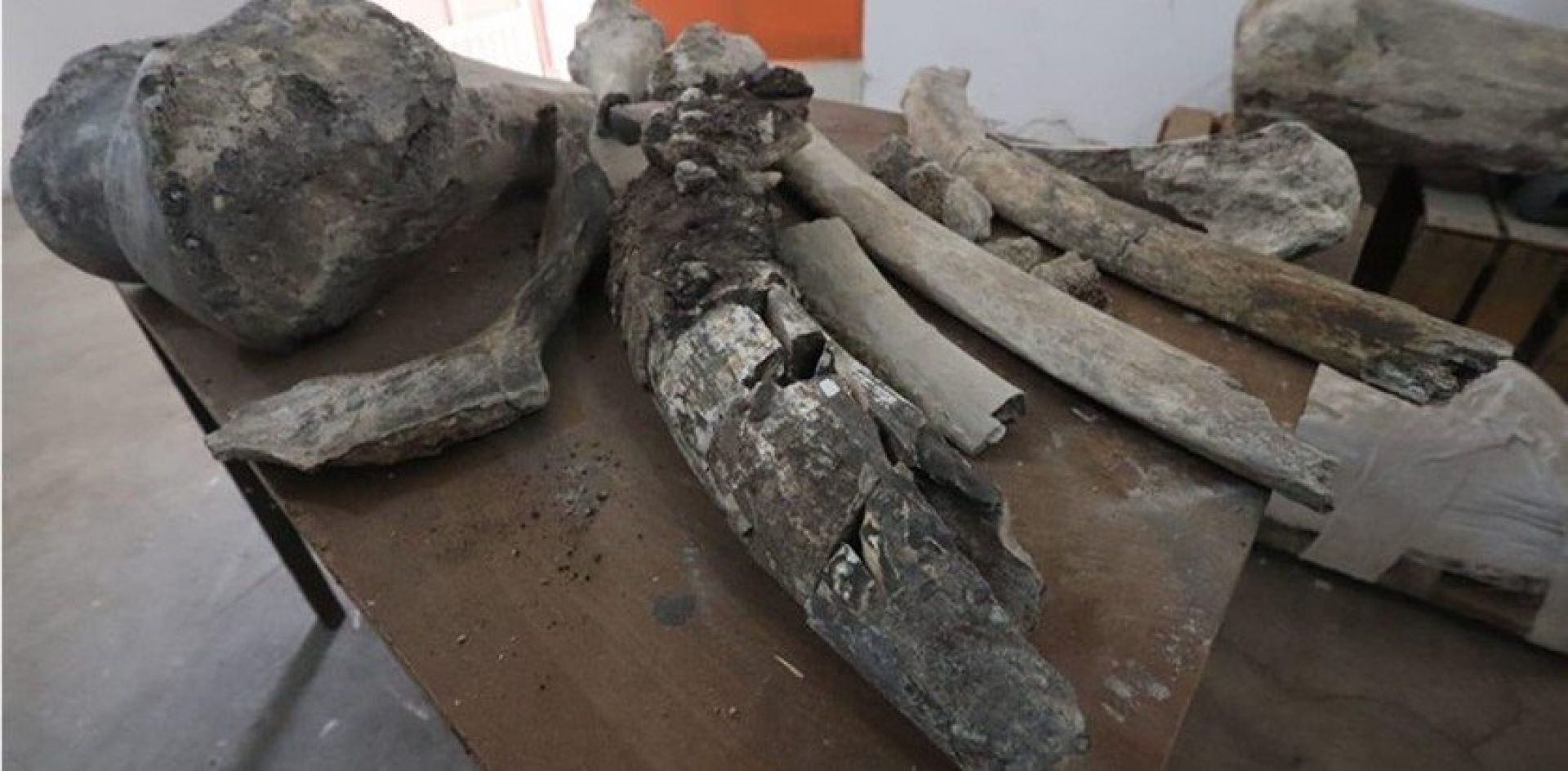 Hallan fósiles de mamut y perro de hace 10 mil años en Puebla