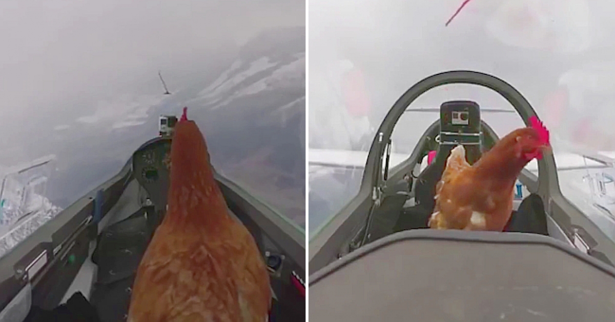 Esta gallina tiene una forma única de volar, mira por qué