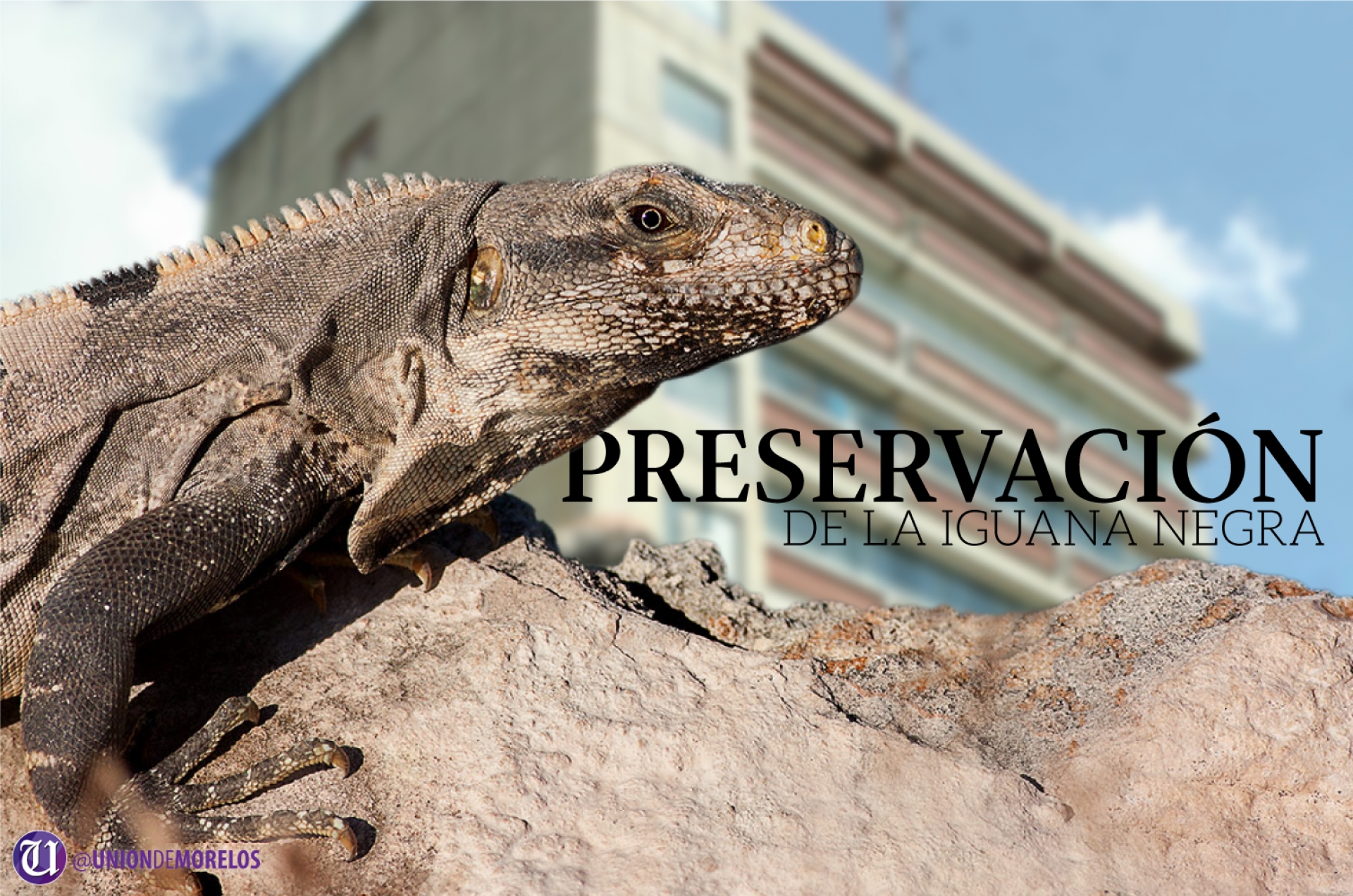 Desarrollan proyecto para la preservación y aprovechamiento de la iguana negra