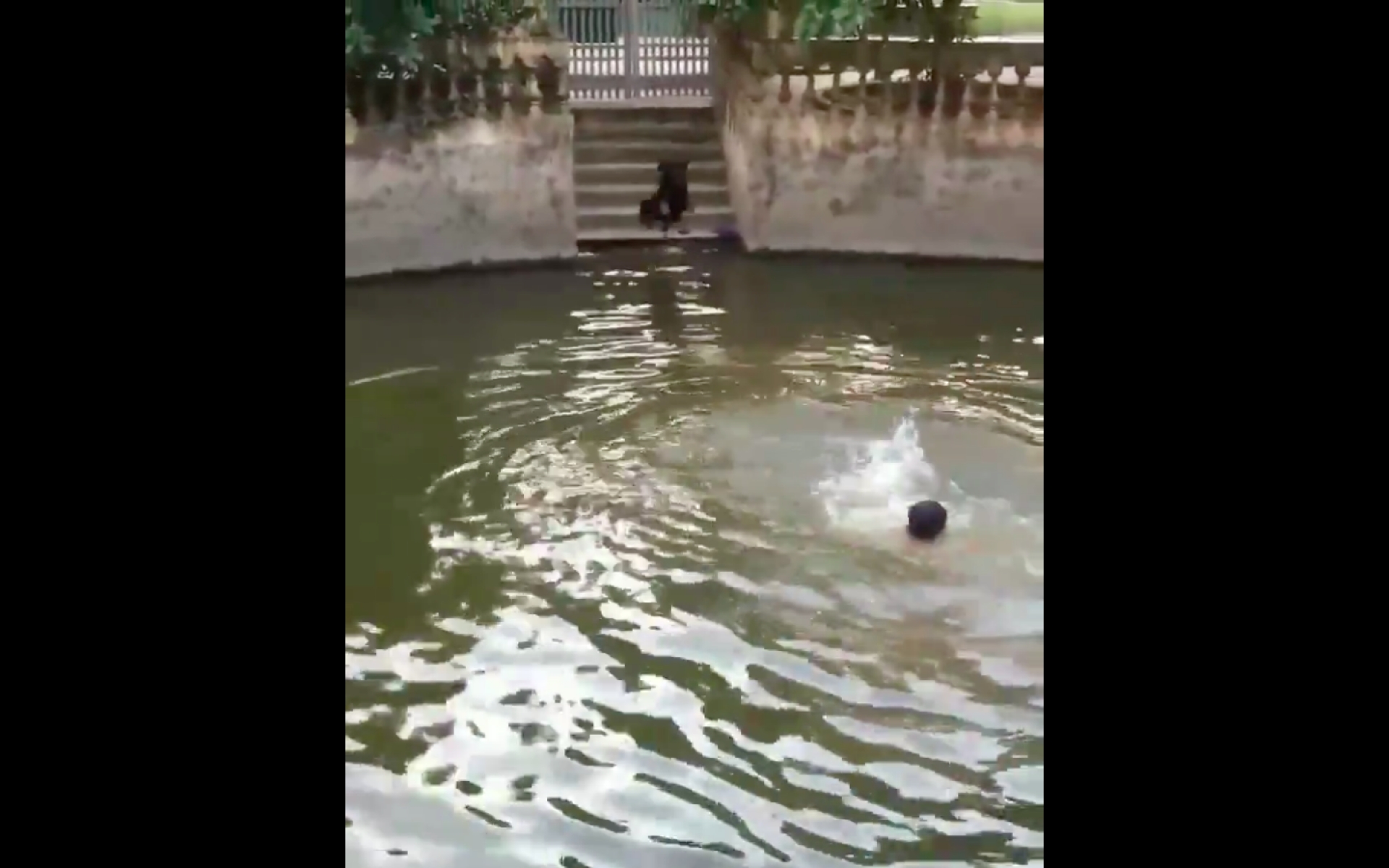 VIDEO: Asombrosa reacción de perro al creer que su amo se ahogaba