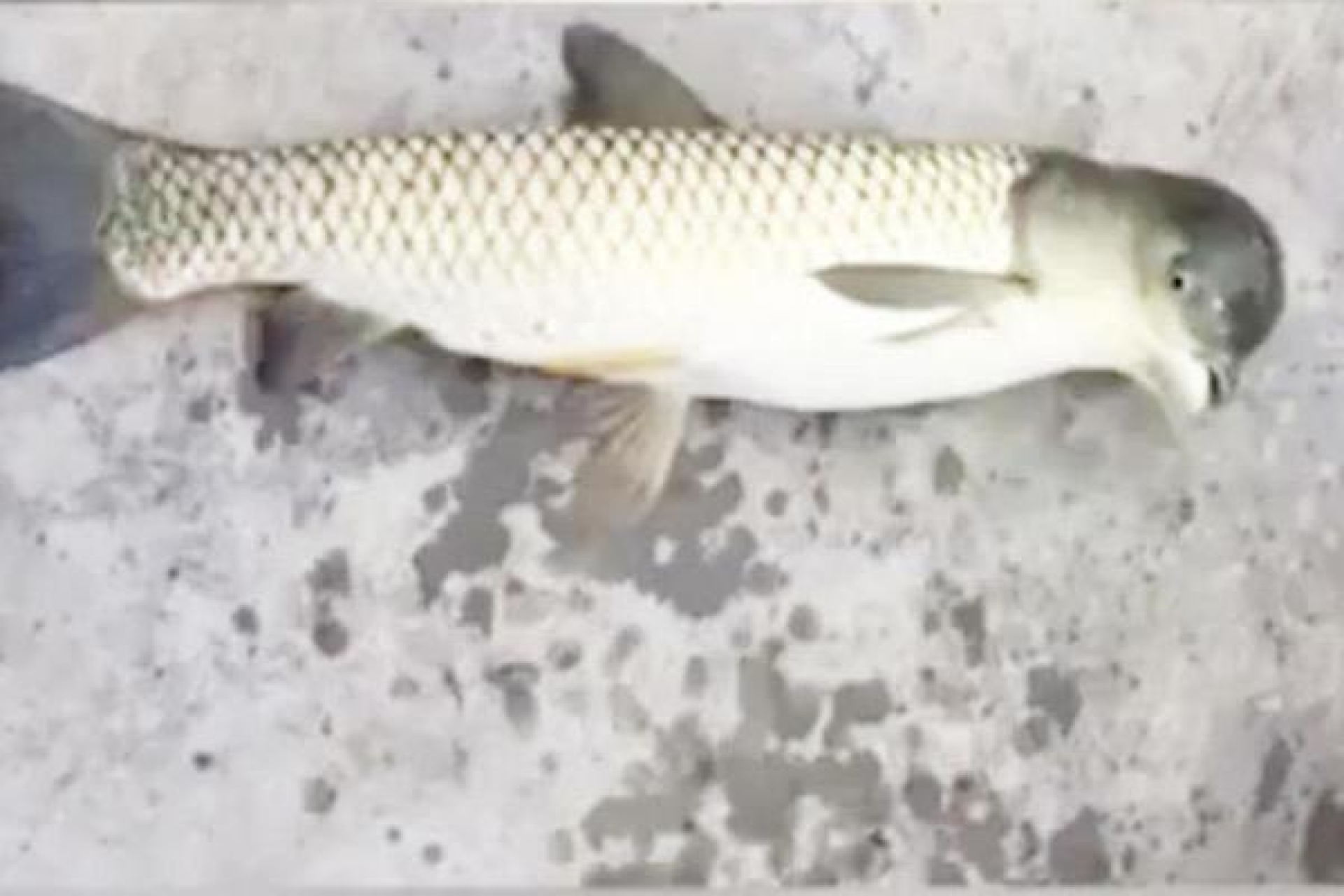 VIDEO: ¿Es un pez o una paloma?