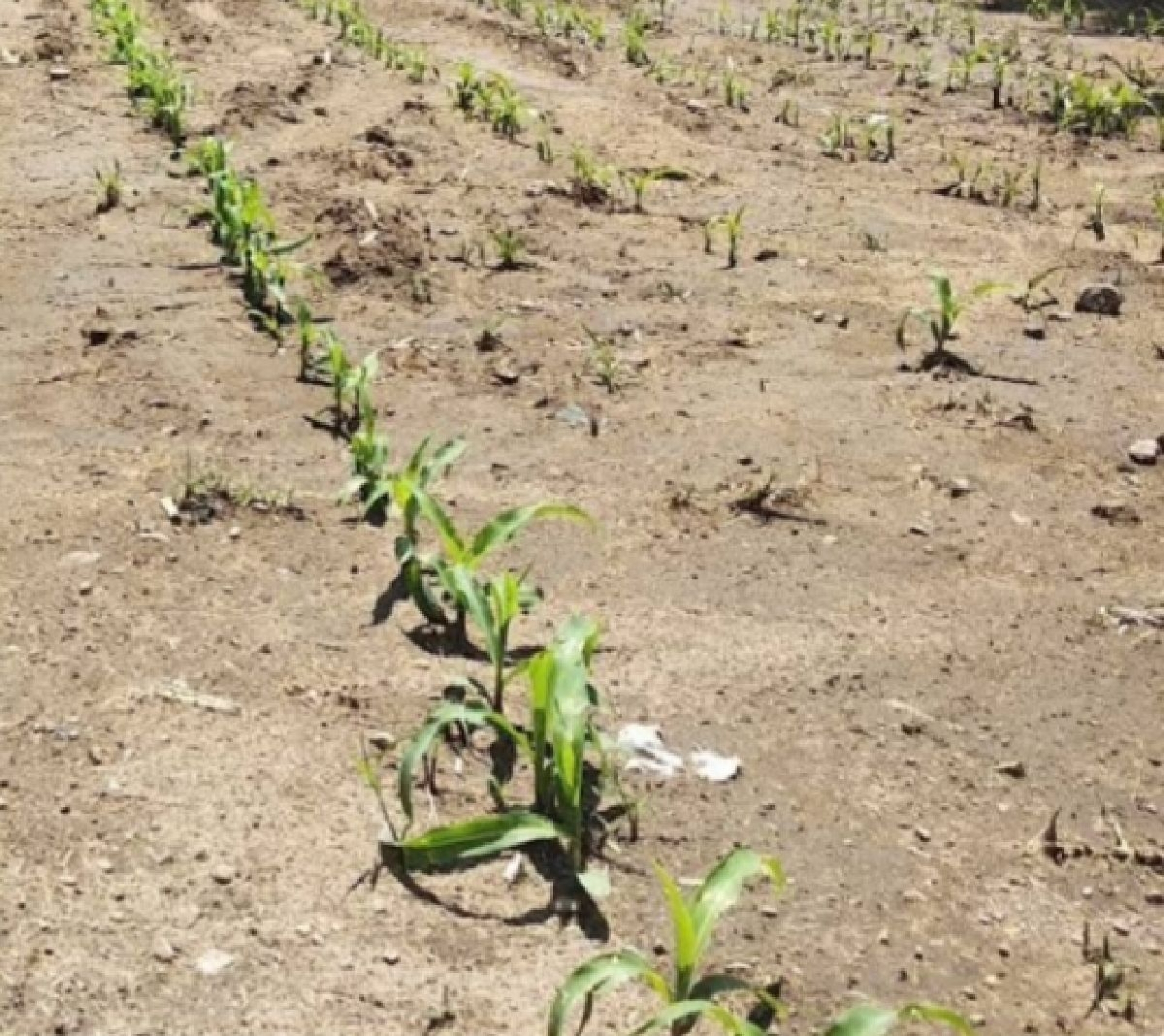 Agricultores confían en que temporal será mejor que el de 2019