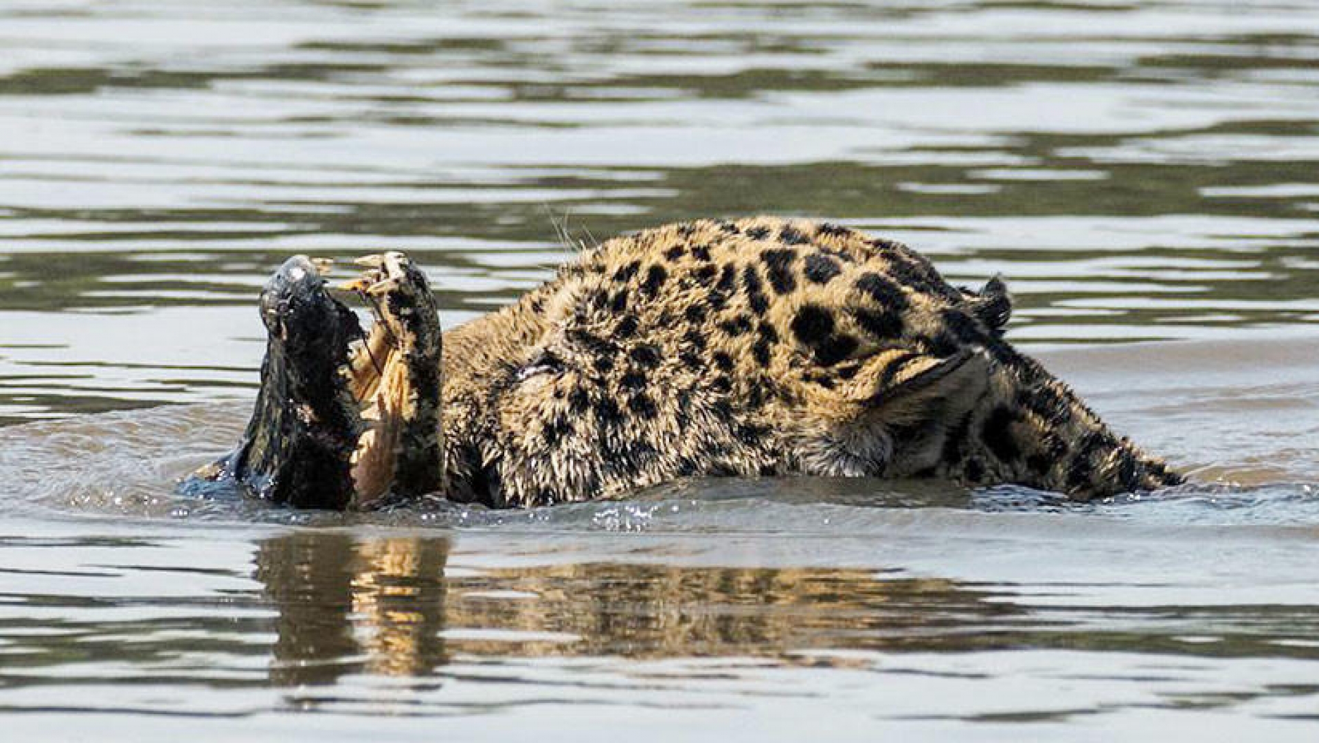VIDEO: Un jaguar contra un caimán