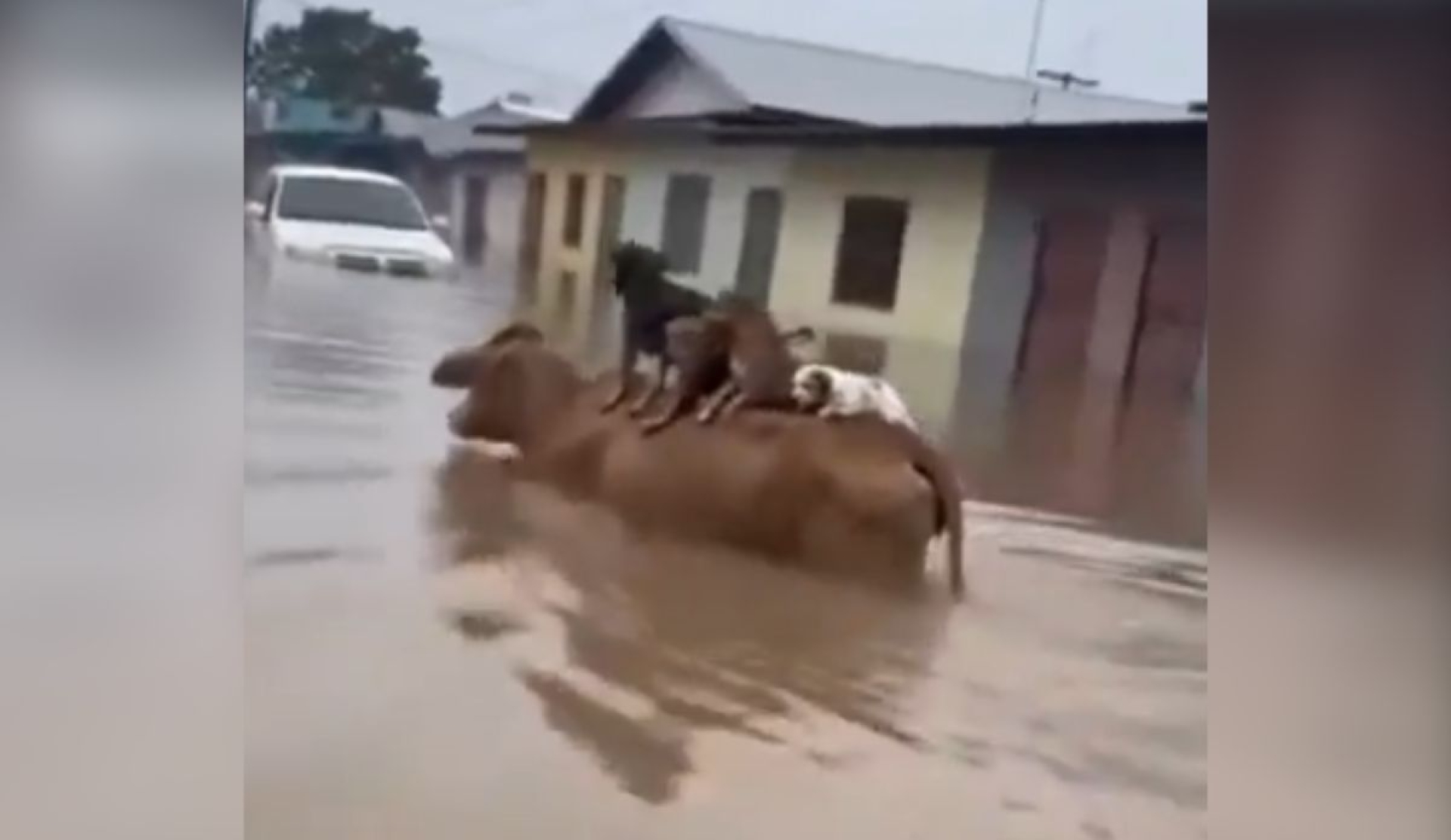 Vaca rescata a perritos en inundación y desata debate viral