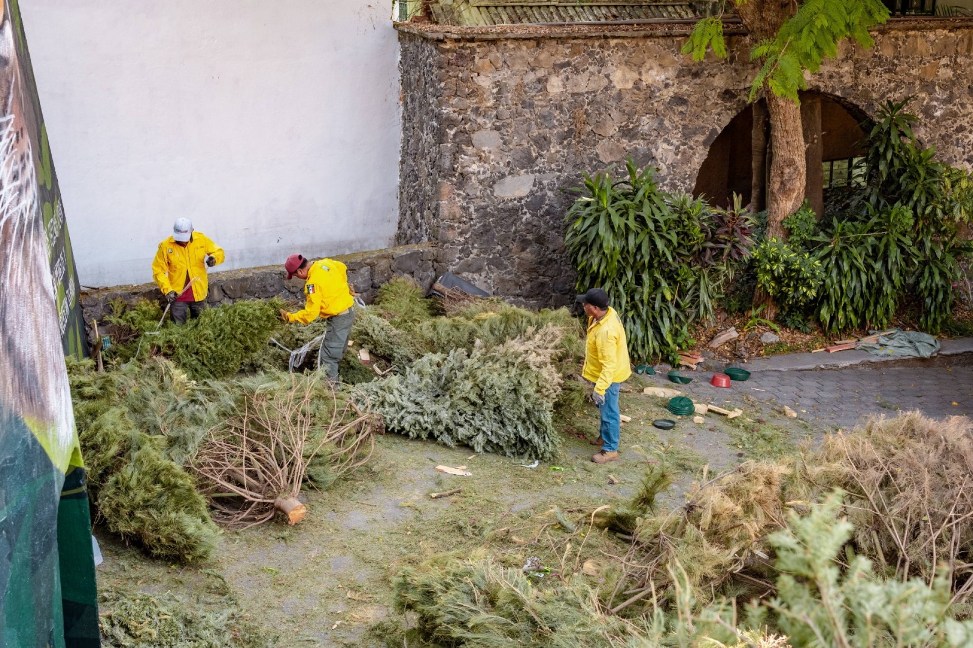 Promueve Gobierno de Morelos el acopio responsable de árboles de navidad para cerrar su ciclo de vida
