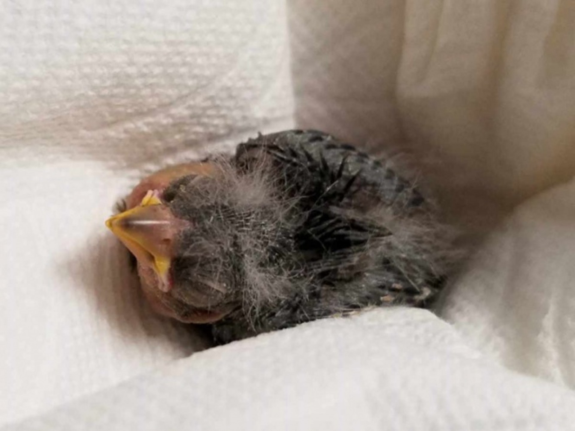 Ebrio rescata a pajarito y lo manda al veterinario en Uber