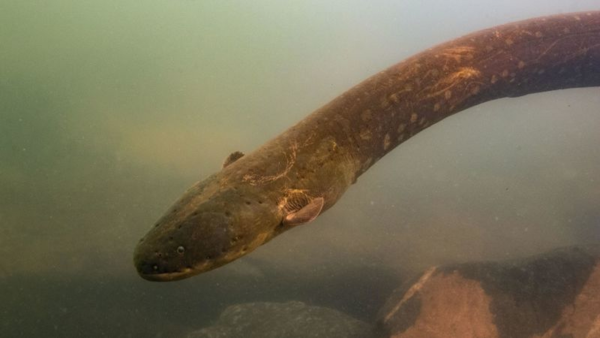 Esta especie de anguila eléctrica recién descubierta es el animal con mayor voltaje del planeta