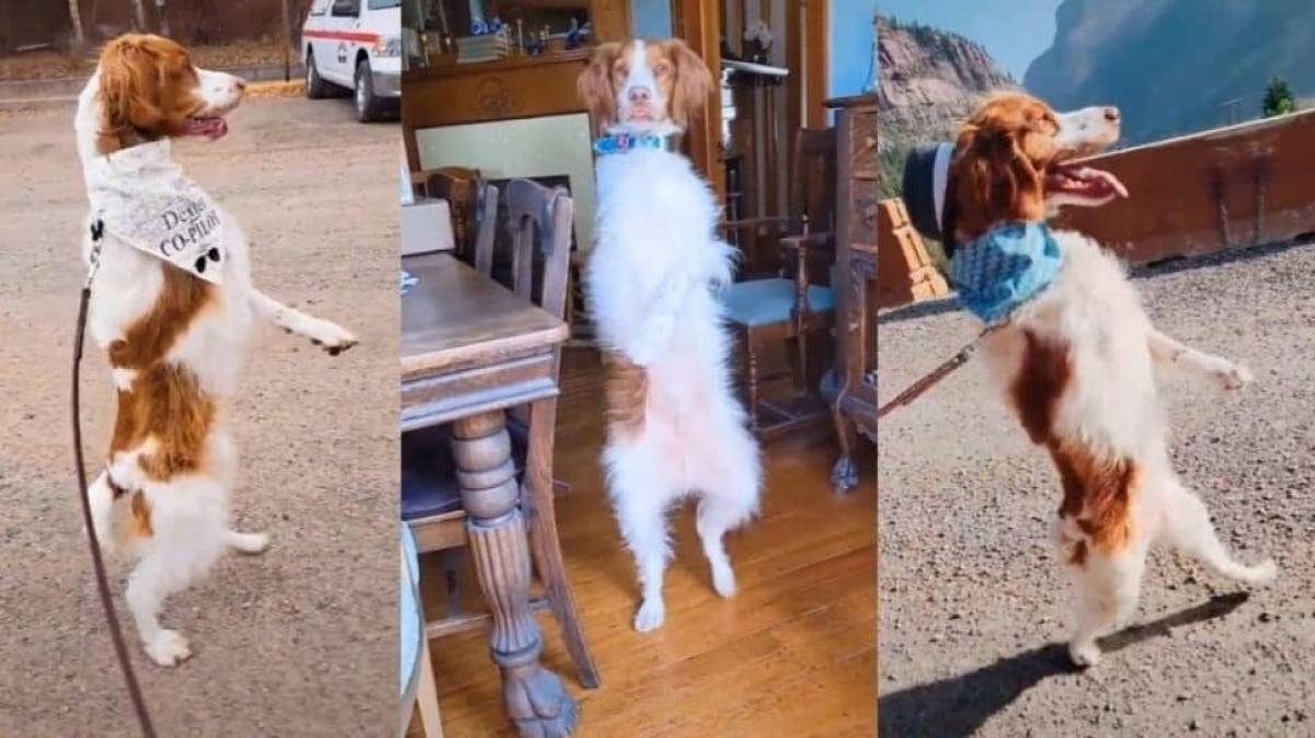 Perro aprende a caminar en dos patas y se hace viral