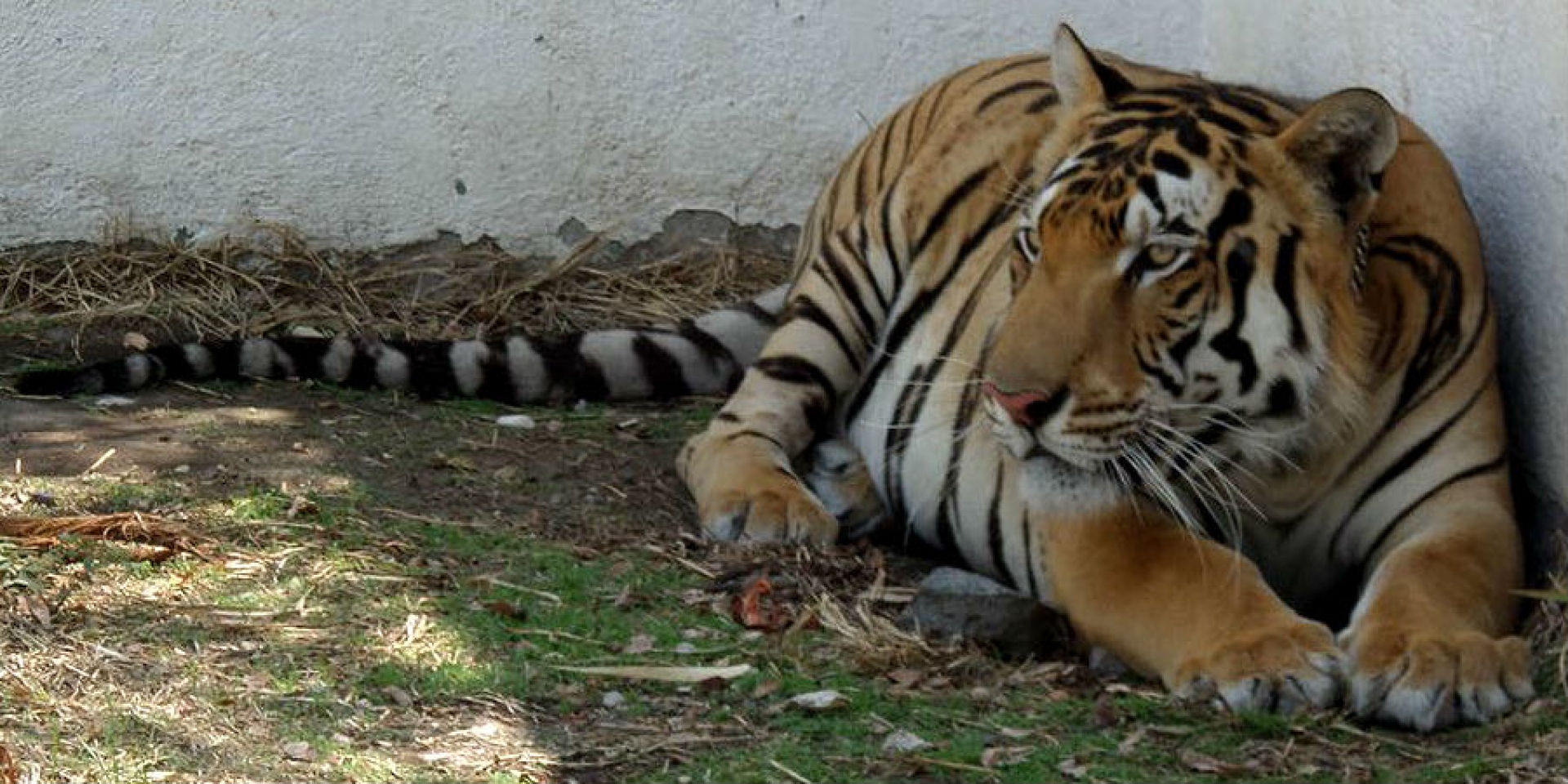 Asegura Profepa un tigre de Bengala en Tequesquitengo