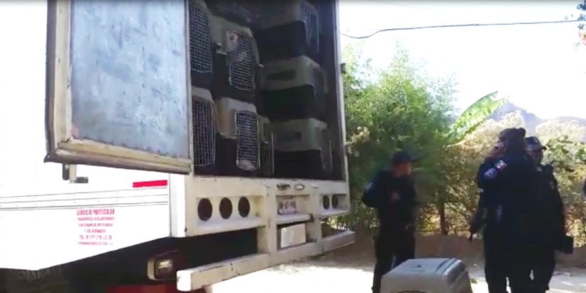 Reportan vecinos de Tepoztlán realización de operativo para desalojar nuevamente refugio de perros